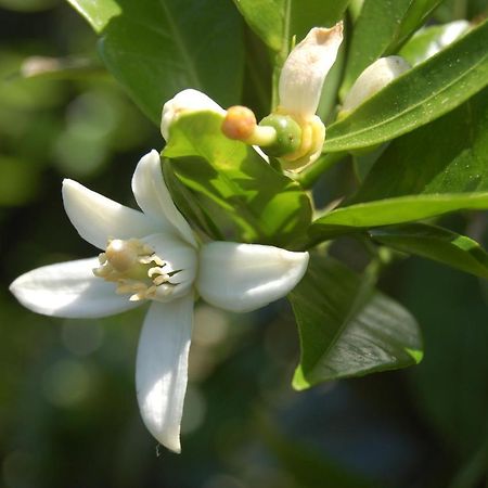 Willa Il Giardino Del Sole Agnone Bagni Zewnętrze zdjęcie