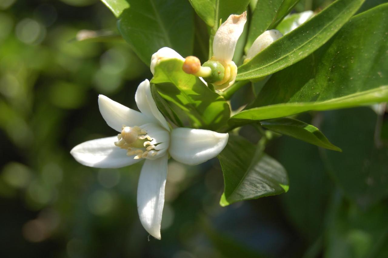 Willa Il Giardino Del Sole Agnone Bagni Zewnętrze zdjęcie