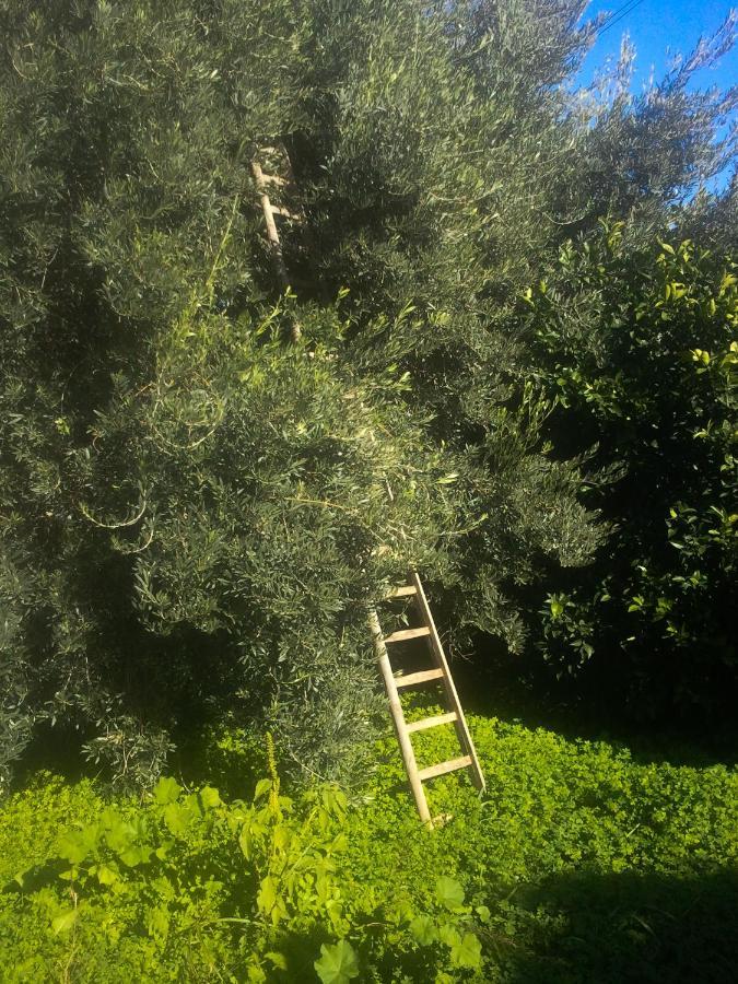 Willa Il Giardino Del Sole Agnone Bagni Zewnętrze zdjęcie