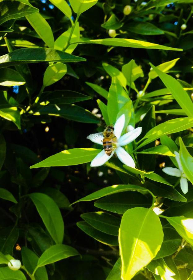 Willa Il Giardino Del Sole Agnone Bagni Zewnętrze zdjęcie