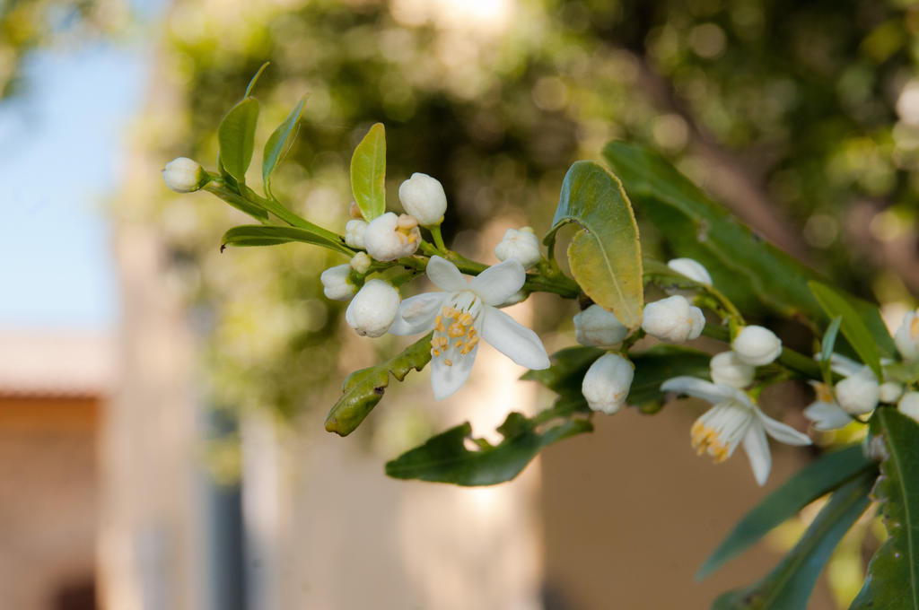 Willa Il Giardino Del Sole Agnone Bagni Zewnętrze zdjęcie